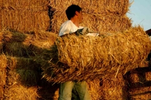 Εργάτες του πρώην ΟΓΑ : Οι νέες εισφορές - Υποχρεώσεις 